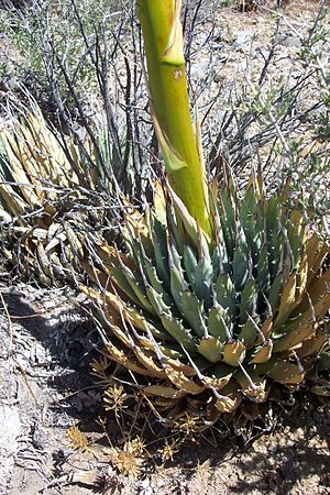 Agave utahensis leaves.jpg