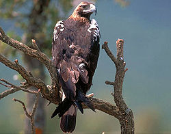 Aguila imperial iberica.jpg