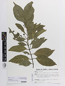 Aidia racemosa (Cav.) Tirveng. (AM AK367431).jpg