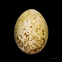 Aquila audax egg - MHNT. Aigle d'Australie MHNT.jpg