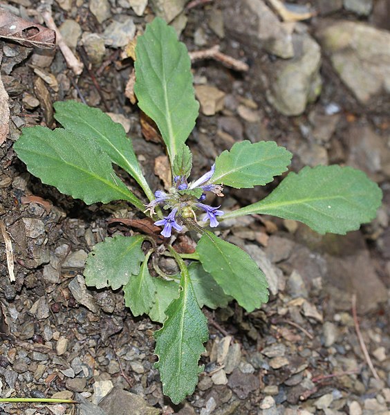 File:Ajuga makinoi.JPG