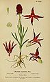 Gymnadenia nigra (as syn. Nigritella angustifolia) plate 31 in: Henry Correvon: Album des orchidées de l'Europe centrale et septentrionale Genève (1899)