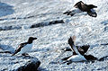 Pingdais fotografiats a les Illes Lofoten (Noruega)