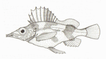 Alertichthys blacki (ogohlantirish cho'chqasi) .png