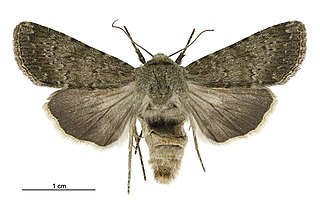 <i>Ichneutica moderata</i> Species of moth