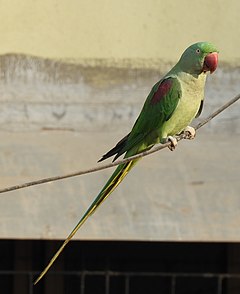 Alexandrine Parakeet Psittacula eupatria by Raju Kasambe DSCN0651 (6) 04.jpg