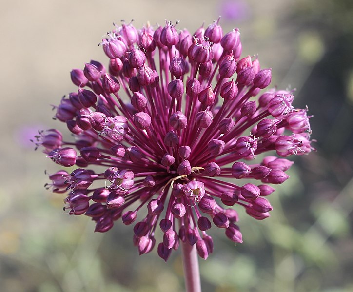 File:Allium ampeloprasum inflorescence.jpg
