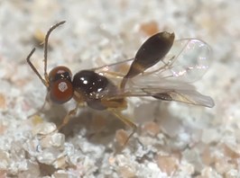 Allophrys divaricata