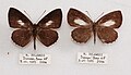 Upperside, male (left) and female, N. Sulawesi, Alan Cassidy collection.