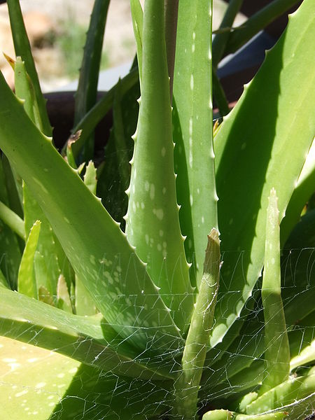 File:Aloe Vera with web.jpg