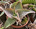Aloe macrocarpa
