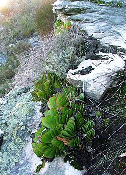 Kumara haemanthifolia is naturally restricted to high mountain tops, in a tiny corner of the Western Cape. Aloe haemanthifolia of Western Cape mountaintops South Africa 2.JPG