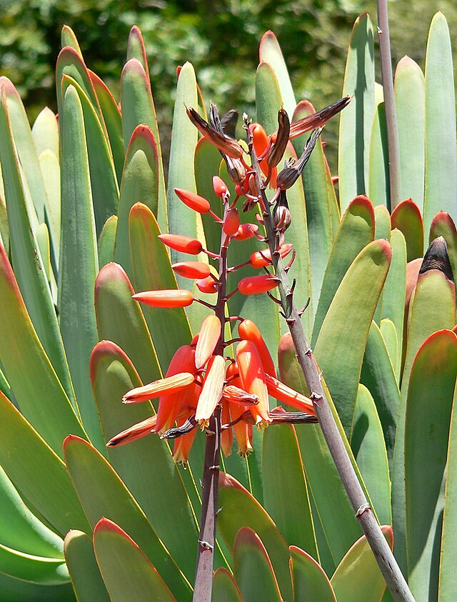 Aloe plicatilis