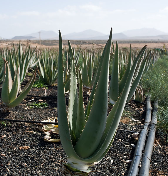 File:Aloe vera plantation IMGP0148.jpg