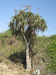 Aloidendron tongaense - Catembe (tonrulkens).jpg