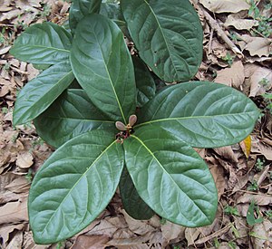 Alseodaphne semecarpifolia.jpg