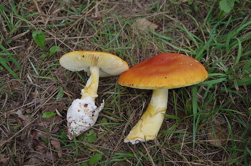 File:Amanita-caesarea 02.JPG