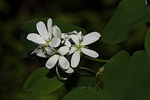 Amelanchier alnifolia 9027.JPG