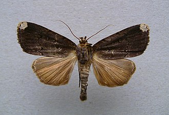 Amphipyra schrenkii