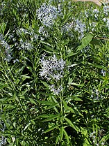 Amsonia illustris