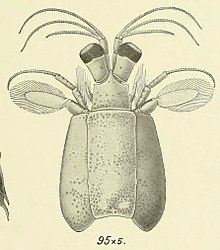 Отчет за Crustacea Stomatopoda от индо-тихоокеанския регион въз основа на колекцията в Индийския музей (6243837958) (Фиг. 95) .jpg