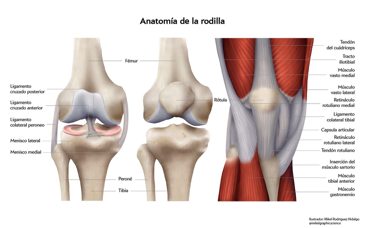 File:Anatomía de la rodilla.jpg - Wikimedia Commons