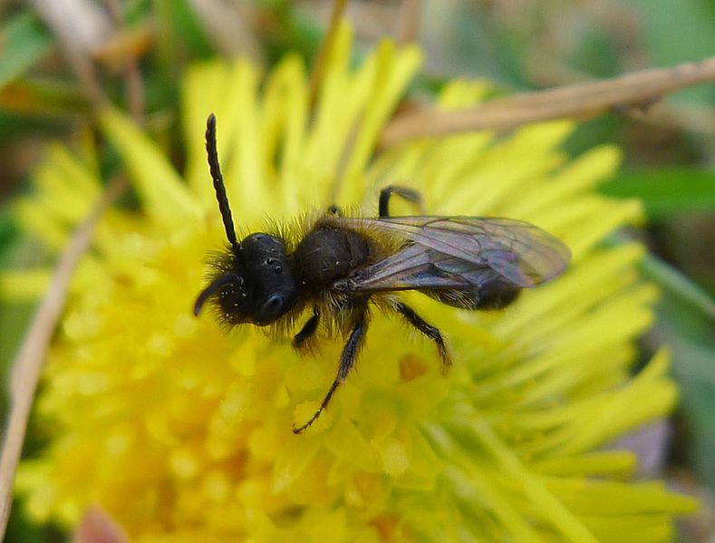 File:Andrena bicolor, male. Gwynne's Mining Bee - Flickr - gailhampshire.jpg
