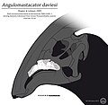 Thumbnail for Angulomastacator