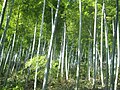 Anji bamboo forest, Zhejiang Province, China