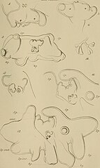 File:Annales des sciences naturelles (1900) (17584810773).jpg ...