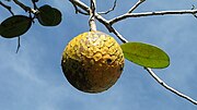 海灘番荔枝（英语：Annona salzmannii） Beach sugar apple