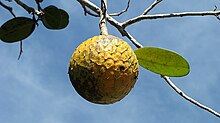 Annona salzmannii 27.JPG