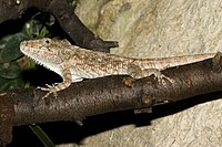 Anolis barbatus