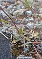 Antennaria parvifolia kz03.jpg