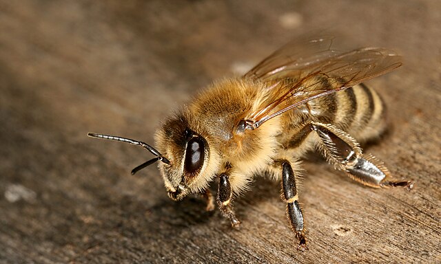نحلة عسل عاملة (شغَّالة) من السُلالة الكرينوليَّة، جاثمة على مدخل القفير
