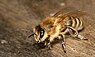 Apis mellifera (Bijen)