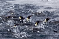 Aptenodytes forsteri -Antarctica -swimming-8.jpg