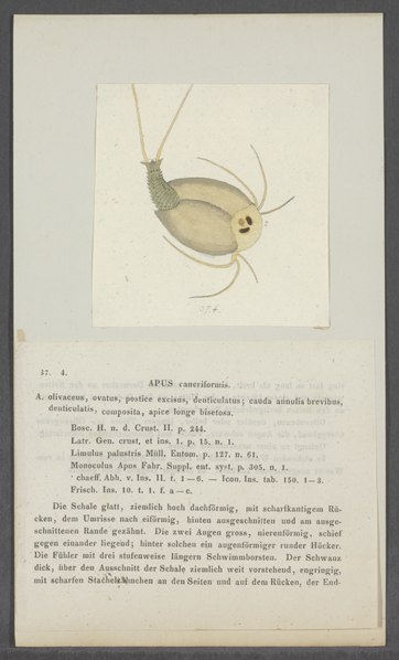 File:Apus cancriformis - - Print - Iconographia Zoologica - Special Collections University of Amsterdam - UBAINV0274 099 04 0002.tif