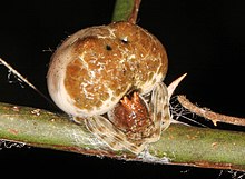 Arachtober 1 - Bolas Spider - Mastophora phrynosoma, Grafschaft Calvert, Maryland (36710696094) .jpg
