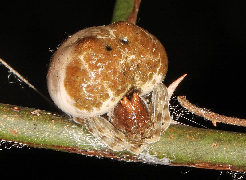 File:Arachtober 1 - Bolas Spider - Mastophora phrynosoma, Calvert County, Maryland (36710696094).jpg