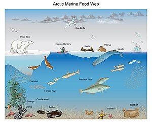 Marine Food Web Wikipedia