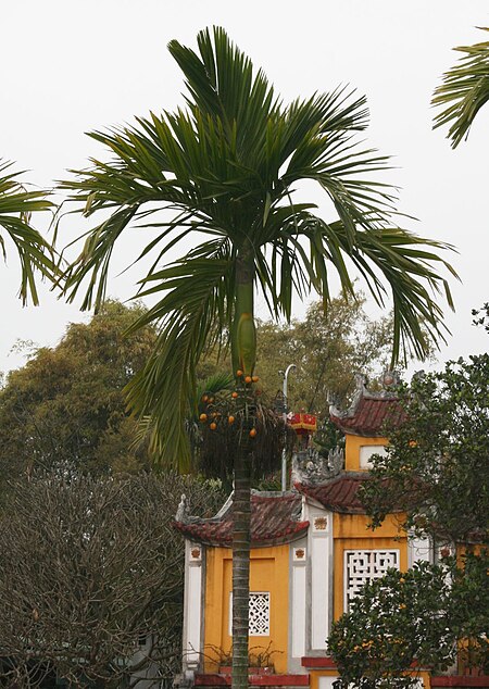 Tập_tin:Areca_catechu_3.jpg