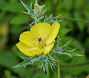 Mexican prickly poppy (Argemone mexicana) Argemone maxicana in Hyderabad, AP W IMG 1102.jpg