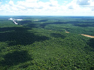 Alto Paraná Atlantic forests