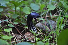 Arisarum simorrhinum at Sierra de Mijas Arisarum Simorrhinum. Frailillo (6).JPG