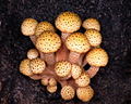 Hình thu nhỏ cho Armillaria limonea