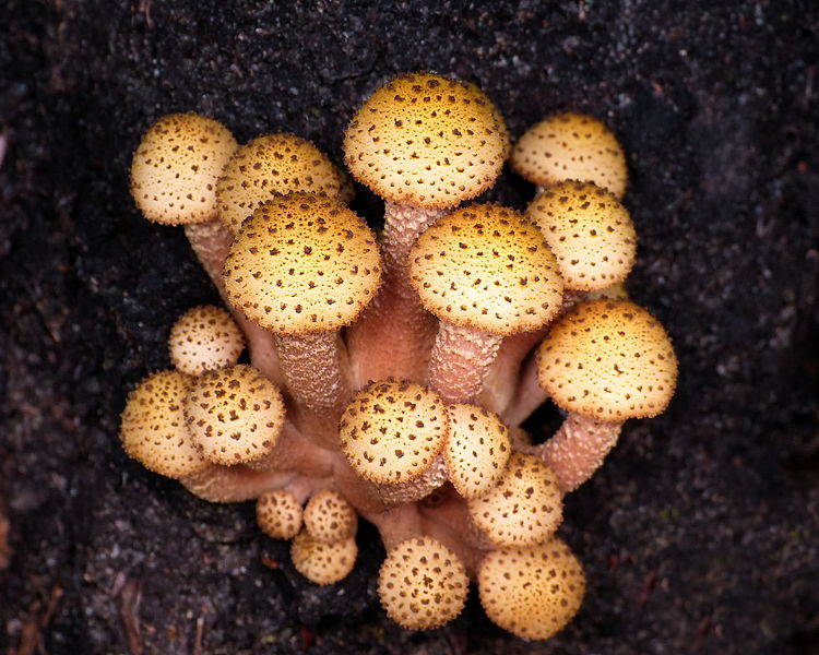 File:Armillaria limonea.jpg