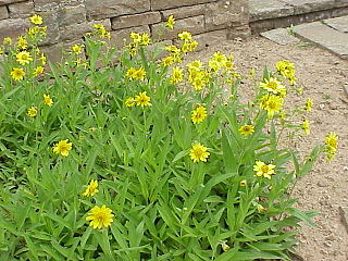 <i>Arnica longifolia</i> Species of flowering plant