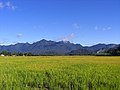 Arrozal e Montanhas do Piraí (Rice Fields and Piraí Hills) - panoramio.jpg