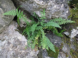 <i>Asplenium fontanum</i> Species of fern native to Europe, the fountain spleenwort